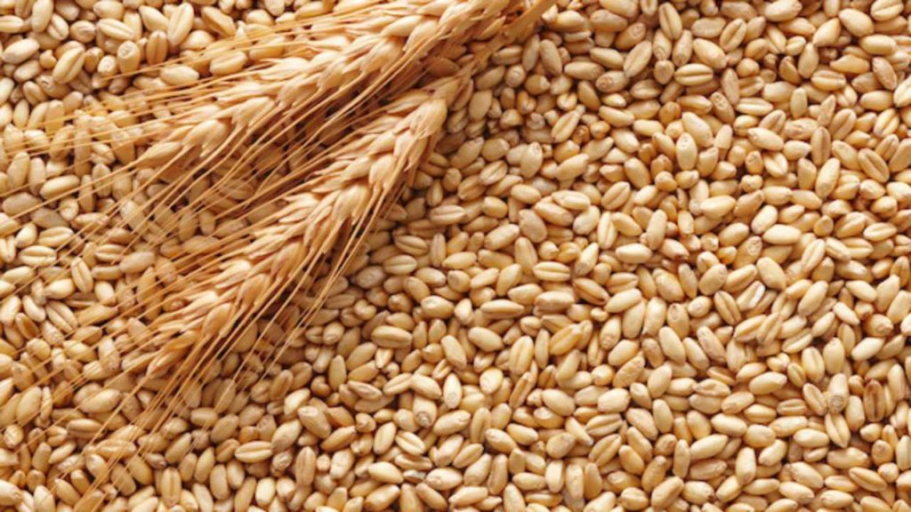 Grano duro