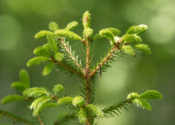 Detail of fresh green fragile spruce buds in forest, Sweden