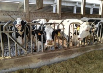 Mucche da latte in stalla