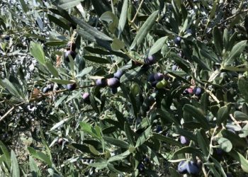 Olive pronte per la raccolta