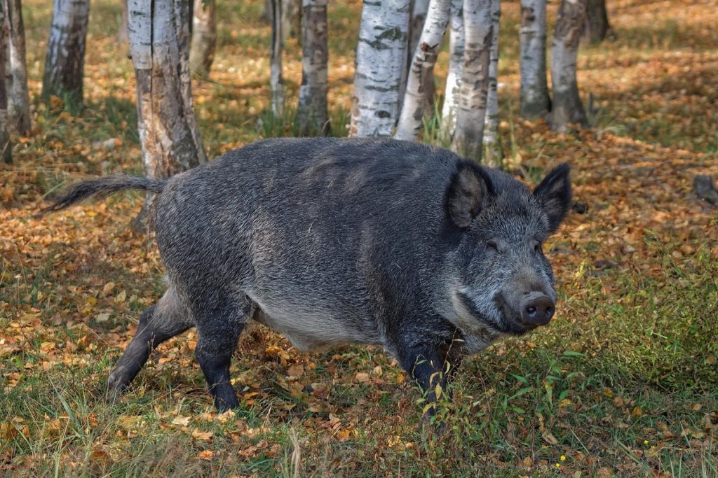 cinghiale