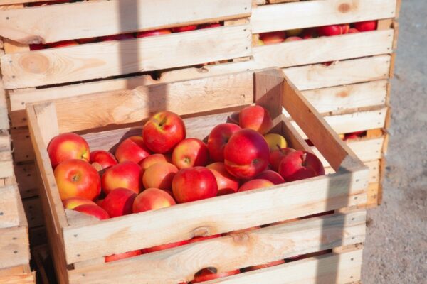 ortofrutta