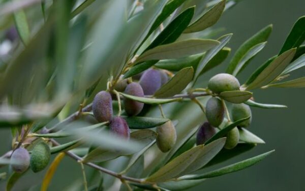olive